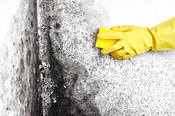 Best Crawl Space Mold Removal  in Linn, MO