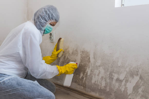 Best Black Mold Removal  in Linn, MO