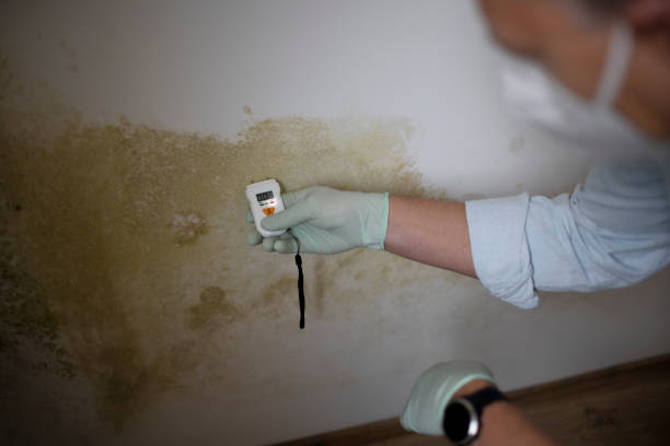 Best Local Mold Removal Service  in Linn, MO