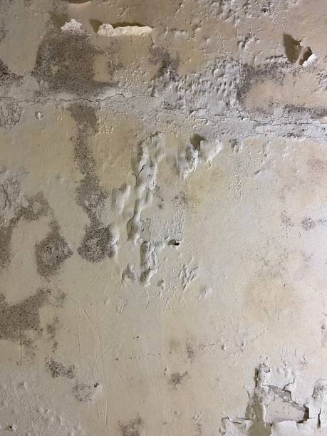 Best Black Mold Removal  in Linn, MO