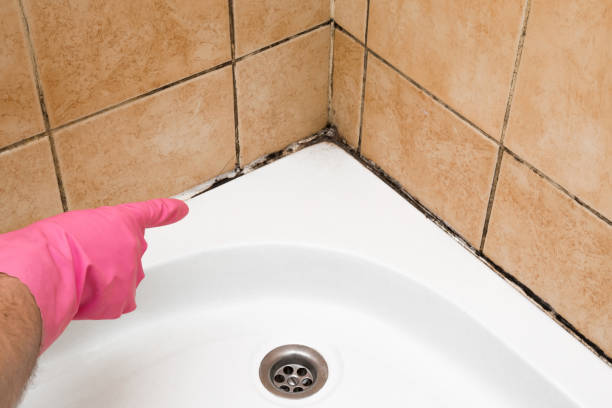 Best Mold Cleaning Services  in Linn, MO